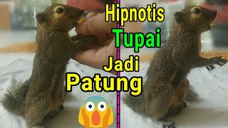 Hipnotis Bajing Kelapa Jadi Patung.