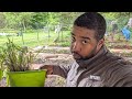 It's always transactional | Herbs row and garden updates | Big Ideas