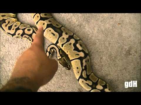 Ball Python Ovulations