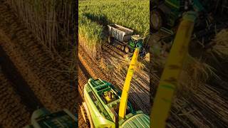 Modern Farming Machine Cutting Crops Fast! #factory #factoryprocess #farming #farmlife