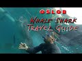 OSLOB Whale Shark Pobre Travel Guide (DIY)