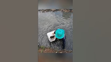 Cận cảnh quậy sìn bắt tôm càng xanh ở miền tây hốt mỏi tay #shorts #crsyfish