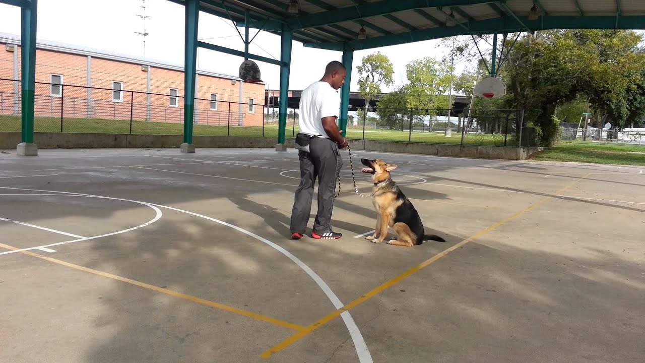 Progressive dog training sit stay YouTube