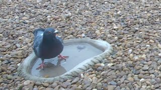 It’s awful seeing this, but just reinforces how much wild birds need a regular water source 🥺