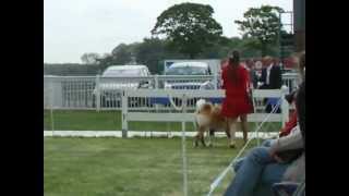 Ch Hikays Sweet Revenge at Stecal Bentley