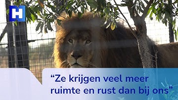 Leeuwen Remy en Luna zijn aangekomen in hun nieuwe thuisland: Zuid-Afrika