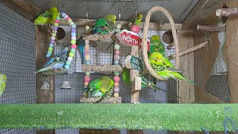 New Moments with Parrots