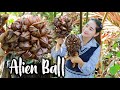 Alien ball fruit eating | How to eat Nypa palm fruit in my homeland