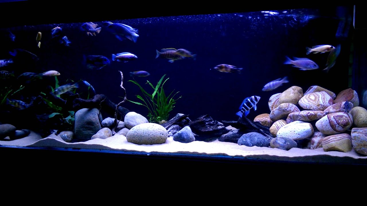 How to Hardscape an African Cichlid Tank 