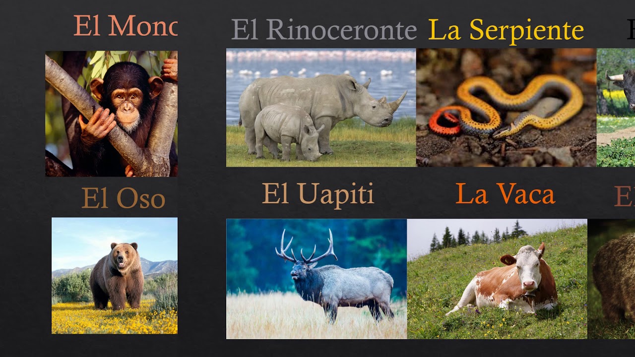 El abecedario de los animales - YouTube
