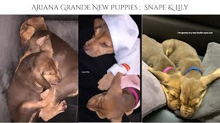 Ariana Grande l New Puppies :  Snape & Lily