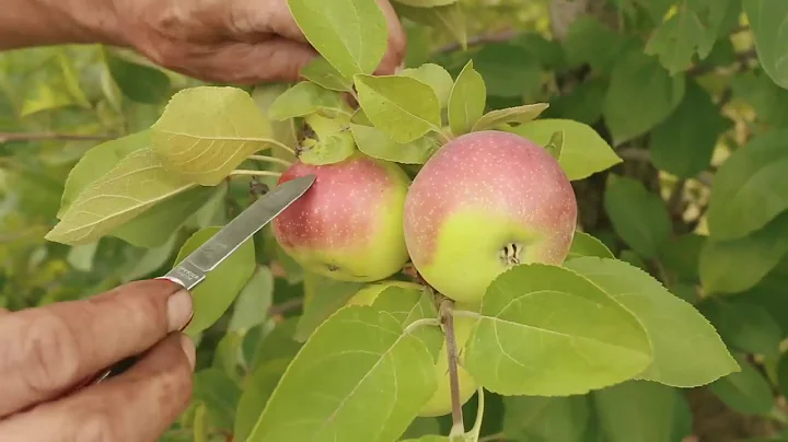 How To Tell When Apples Are Ripe! - DayDayNews