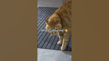 Cats Speaking English!🤣 Part 3