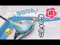 【生後2カ月半】初めてのお喋りと最近のケージ遊び セキセイインコ 雛