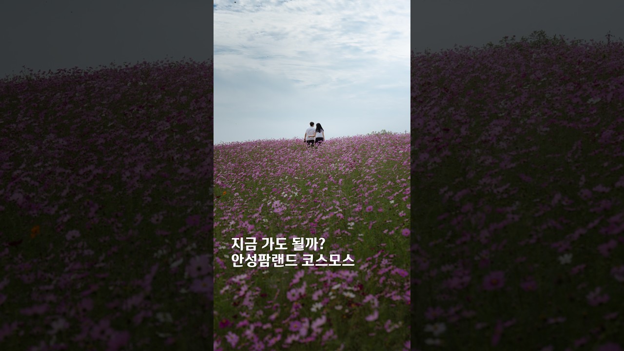 🌺How Much Have the Cosmos Bloomed at Anseong Farmland Right Now?