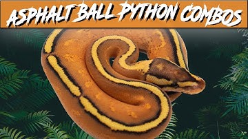 Asphalt Ball Python Morph Combos | Jack