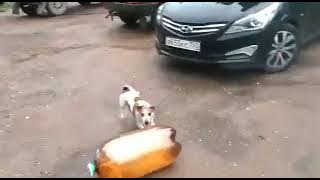 Two-liter explodes and stuns dog.