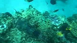 Under Water Snorkel The Wreck Byron Bay