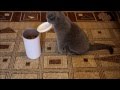 Clever cat feeds itself