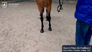 Chacco's Prins de Fradiliaus Z