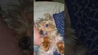 Back When We Had A Pet Duck.