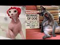 Cute and Funny Sphynx Cats ~ Funny moments ~ Cat breeds #3b