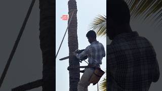 #coconut#tree cutting#tree#work#skills#vairal#short-video