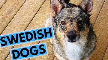 TOP 10 Swedish Dog Breeds