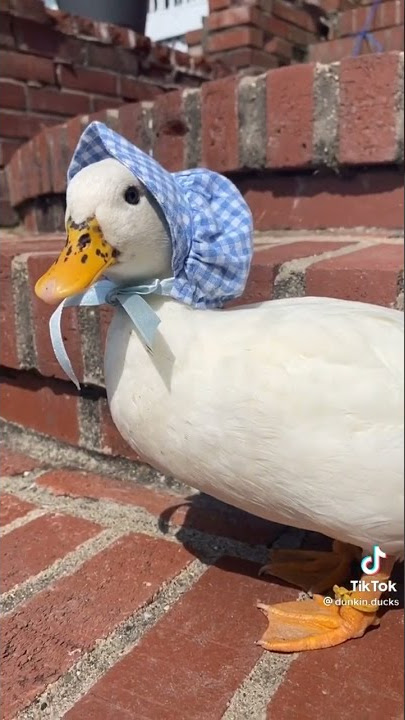 What a cute duck 🦆🤗 | tiktok dunkin.ducks
