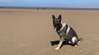 German shepherd beach first time by GS-K9 Academy  101 views 2 years ago 1 minute, 28 seconds