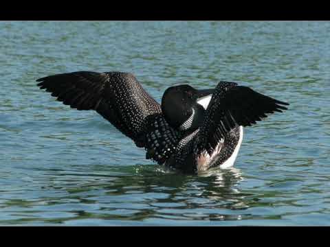 OFFICIAL VIDEO) LOON CALLS AT NIGHT / COMMON LOON VOICES 