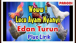 Ayam Nyanyi Edan Turun ( Plus Lirik ) Parodi Dangdut Koplo | Ngakak #PART 2  - Durasi: 4:53. 
