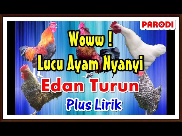 Ayam Nyanyi Edan Turun ( Plus Lirik ) Parodi Dangdut Koplo | Ngakak #PART 2 class=