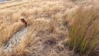 Owen the Working Cocker Spaniel hunting rabbits 18/05/24