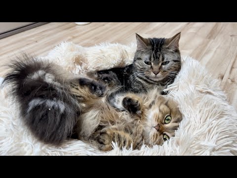 先住猫にベッドを横取りされ不機嫌になった子猫がこうなりましたw