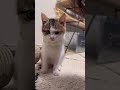 Amazonリストの一件、申し訳ございませんでした。#愛猫 #愛猫との暮らし#元保護猫 #子猫