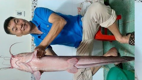 Câu Cá TV Câu cá trê Mồi câu cá tra, cá trê, đơn giản - hiệu quả và Vi Diệu, Đã lên cá trê khủng 7kg