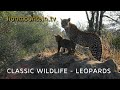 Classic wildlife  leopards  wildlife leopard
