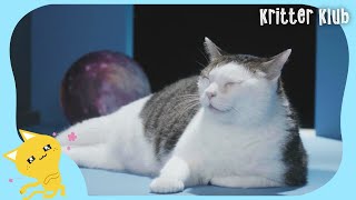 Miracle That Happened To Abandoned Cats (Part 2) | Kritter Klub