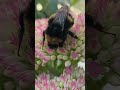 Busy little bee 🐝 #bumblebee #bee #honeybee #flower #insects