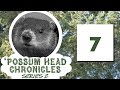 Possum head chronicles series 02 episode 07