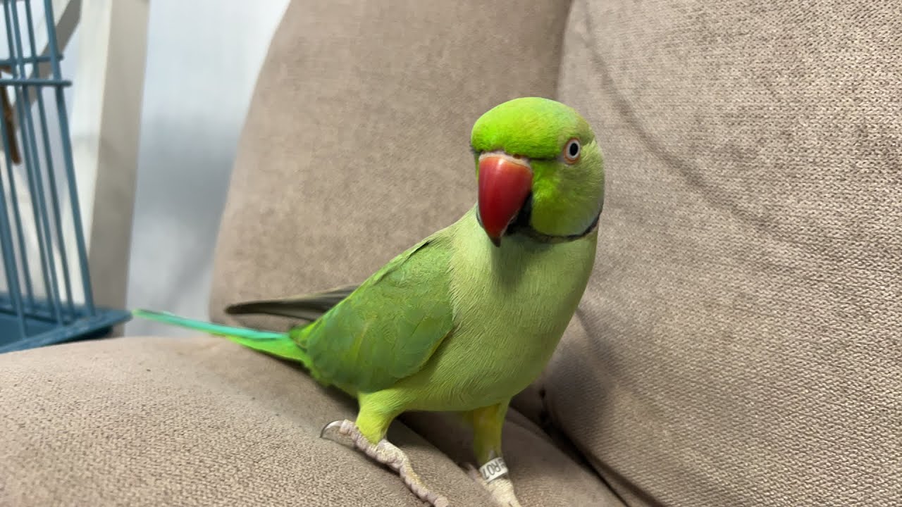 Ari Micul Alexander transmite live!