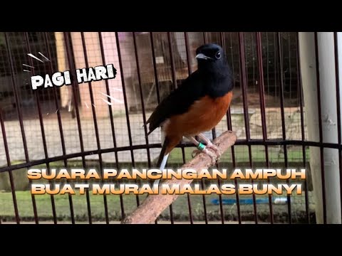 suara murai buat pancingan murai malas bunyi ‼️