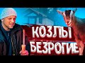 Круговорот ягнят в природе . В один день одна родила, а вторая зачала . Обезроживание козлят .