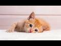 Over 10 Hours Of Relaxing Music for Cats! Healing Sounds that Cats Love - Make Your Cats Happy