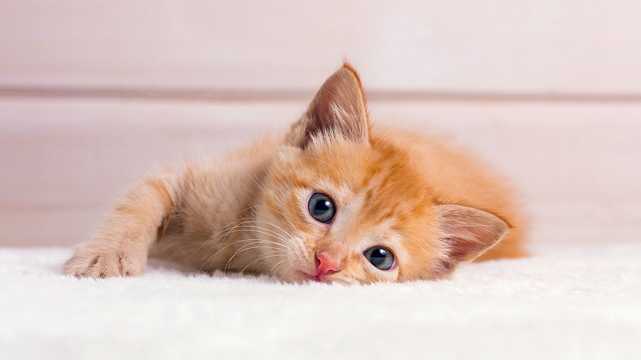 Over 10 Hours Of Relaxing Music for Cats! Healing Sounds that Cats Love - Make Your Cats Happy