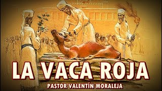 LA VACA ROJA - PARASHA 39 JUKAT