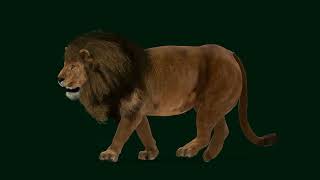Male African Lion  Mr Big 3D Model #animals  endangered