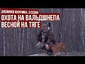 Охота на ВАЛЬДШНЕПА весной на тяге \ Дневники охотника 3 \ #3