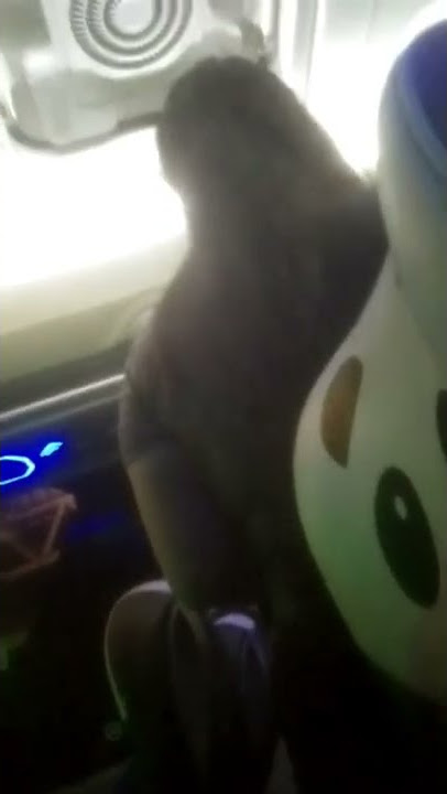 pengamen jalanan lagi ngamen di dalam bus